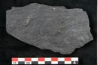 Foto (Detailansicht) von Callipteris sp.  (NHMW-GEO-2024-0188-10918)